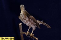 鳳頭蒼鷹藏品圖，第9張